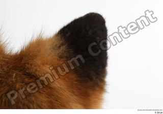 Red fox ear 0012.jpg